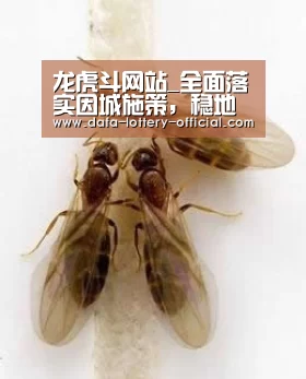龙虎斗网站_全面落实因城施策,稳地价、稳房价、稳预期的长效管理调控机制(图3) 龙虎斗网站官网